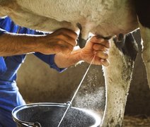 Após ano de crescimento, setor de leite tende a colocar o pé no freio em 2026