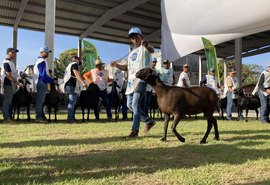 Programação de julgamentos de animais continua nesta quarta (26) na 72ª Expoagro