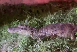 Jacaré é resgatado e encaminhado ao Ibama após ser avistado por populares na Praia do Francês