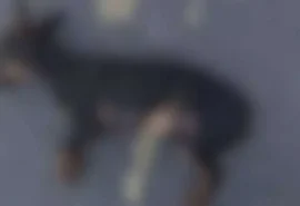 Filho leva cachorro morto por cabo de vassoura à polícia e denuncia o pai