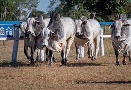 Estância Capão de Angico difunde genética nelore para o Nordeste