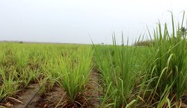 Projeto de irrigação por gotejamento de Pindorama deve dobrar produção do canavial