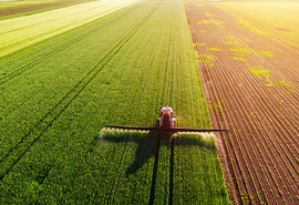 Tecnologia permite cultivo de lavouras no deserto economizando até 80% de água