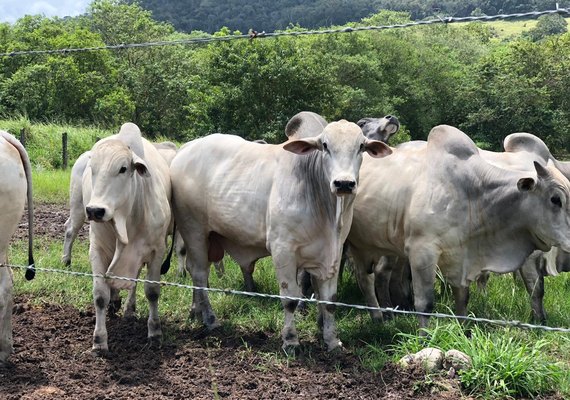Varrela vai vender  50% de Dardo e sêmen de Echelon