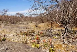 Alagoas aparece em 3º lugar entre estados com maior perda de vegetação da Caatinga