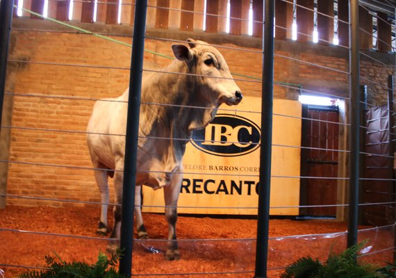 Leilão Barros Correia traz nelore de tradição e evolução