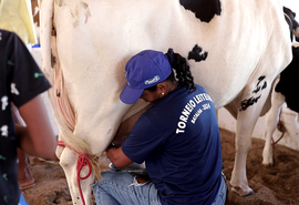 Expo Bacia Leiteira 2025: premiações de Torneio Leiteiro da Agricultura Familiar chegam a R$ 55 mil