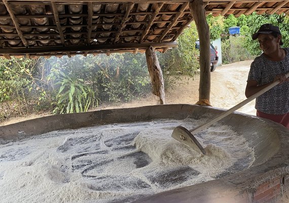 Tradição da farinha de mandioca em São José da Laje fortalece cultura e economia local