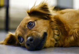 Polícia prende homem  suspeito de envenenar cachorros