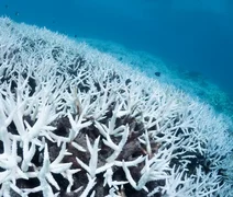 Corais brasileiros podem desaparecer com aquecimento dos oceanos