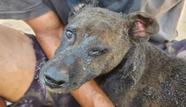 Mulher é presa após atear fogo em barraco com cachorro dentro no DF
