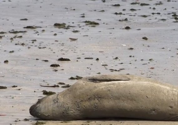 Xuxa cobra justiça por morte brutal de animal em praia de Alagoas
