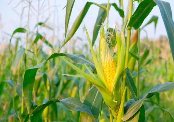 Clima seco reduz estimativa para segunda safra de milho, aponta pesquisa