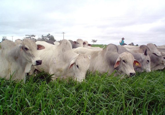 Agro e meio ambiente conversam com presidenciáveis