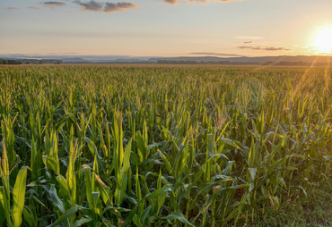 Mercado agrícola registra pressão nos preços do algodão e arroz, enquanto cafeicultores monitoram impacto das chuvas