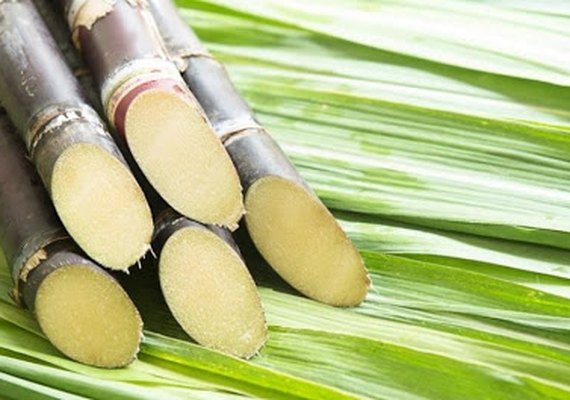 Sindaçucar-AL divulga dados consolidados da safra 19/20