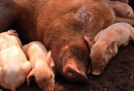 Milho encarece produção e desafia suinocultura em 2026