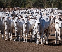 ﻿Leilão Capão de Angico reúne genética diferenciada e eficiência produtiva neste domingo
