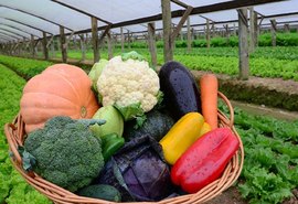 El Niño muda cenário da horticultura brasileira em 2026