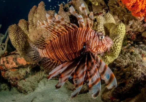Peixe invasor avança pela costa brasileira e ameaça biodiversidade marinha