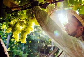 Cooperativa vinícola fortalece sucessão no campo com valorização de jovens produtores