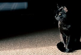 Polícia investiga caso de maus-tratos contra gato após vídeo viralizar nas redes