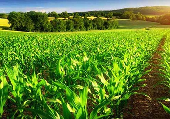 Ipea prevê crescimento maior do PIB do setor agropecuário