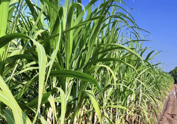Preços favoráveis dos produtos melhoram situação financeira das sucroenergéticas