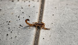 Enfermeira alerta sobre cuidados para prevenir acidentes com escorpiões em Alagoas