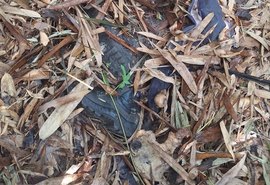 Ossada humana é encontrada em área de mata às margens da BR-101 em Pilar