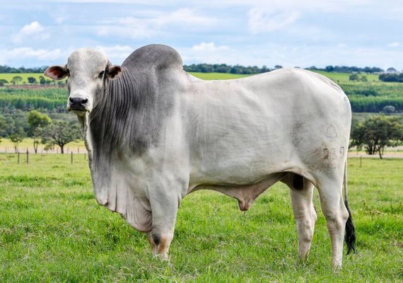 Ministério da Agricultura anuncia suspensão de embargo chinês à carne bovina brasileira