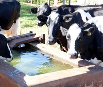 Boas Práticas Hídricas: Programa economiza água na produção de leite