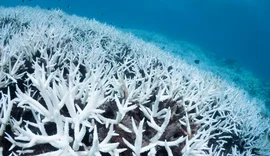 Corais brasileiros podem desaparecer com aquecimento dos oceanos