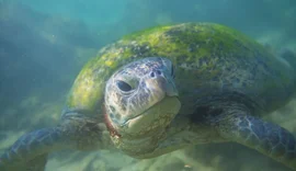 Biólogos explicam porque alguns animais envelhecem lentamente