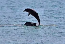 Golfinhos dão “show” e encantam turistas no Porto de Maceió