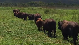 Fazenda Mangabeira disponibiliza gado para cruzamento industrial