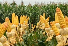 Federação da Agricultura de Sergipe lamenta mudanças do Proagro que inviabilizam produção no estado