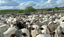 Banco do Nordeste tem R$ 402 milhões para financiar o campo em AL