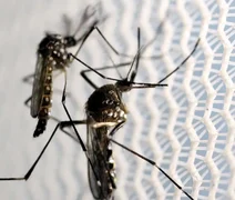 São Paulo já contabiliza 221 mortos em decorrência da dengue