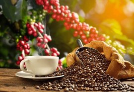 Preço do café despenca no Brasil mesmo com expectativa de alta na produção do robusta