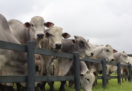 Agro Feira IBC 2025 oferta 60 touros e 15 novilhas Nelore PO dias 26 e 27 em Chã Preta-AL
