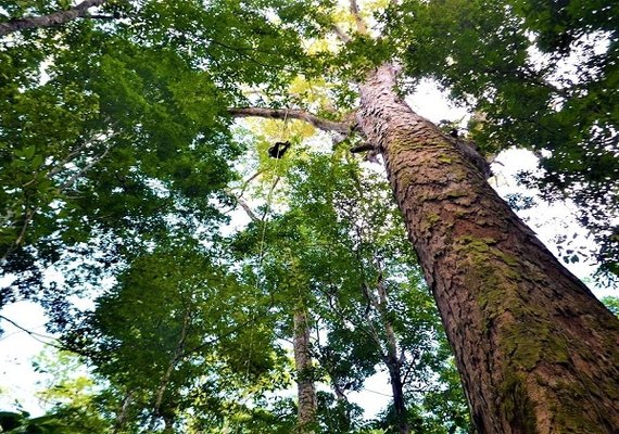 CNA debate conservação e desenvolvimento na Amazônia