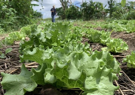 Plano ABC+ Alagoas fomenta a agricultura sustentável no estado