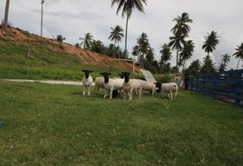 Leilão Pé na Areia abre pré-lance