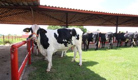 JJPZ é o 6º melhor  expositor  de girolando meio sangue do Brasil