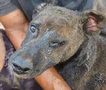 Mulher é presa após atear fogo em barraco com cachorro dentro no DF