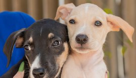 Feira de Adoção de animais acontece na Rua Aberta neste domingo (2)