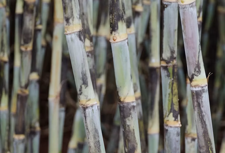 Variedade RB ocupa mais de 55% da área de cultivo de cana no Brasil