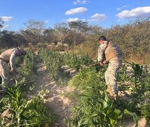 Mais de 25 mil pés de maconha são apreendidos em operação no interior de Alagoas