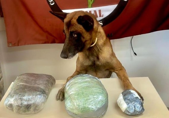 PM de Alagoas apreende drogas e arma de fogo em ações no interior do estado